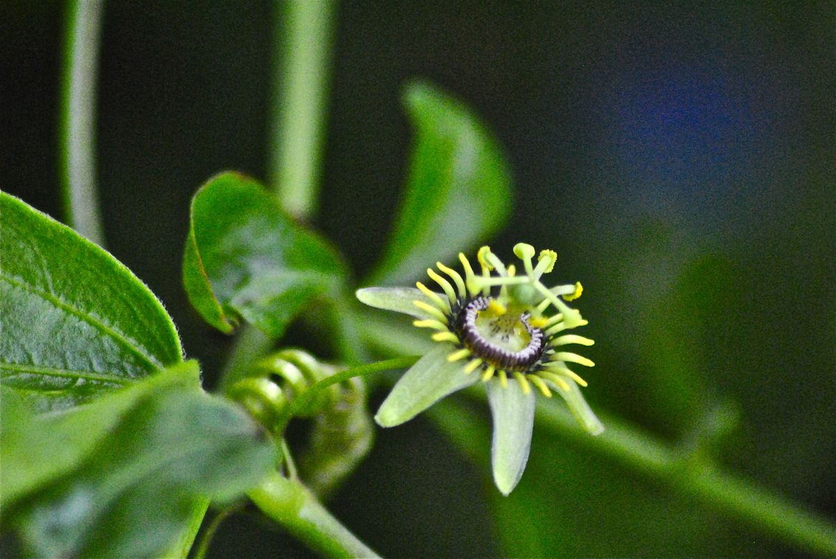 How To Grow Corky Stem Passion Flower From Seed at John Melvin blog
